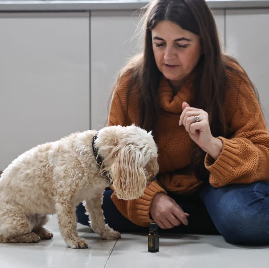 Dog Aromatherapy Wellness Enlightenment Session