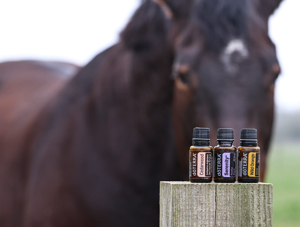 Horse Aromatherapy Wellness Enlightenment Session