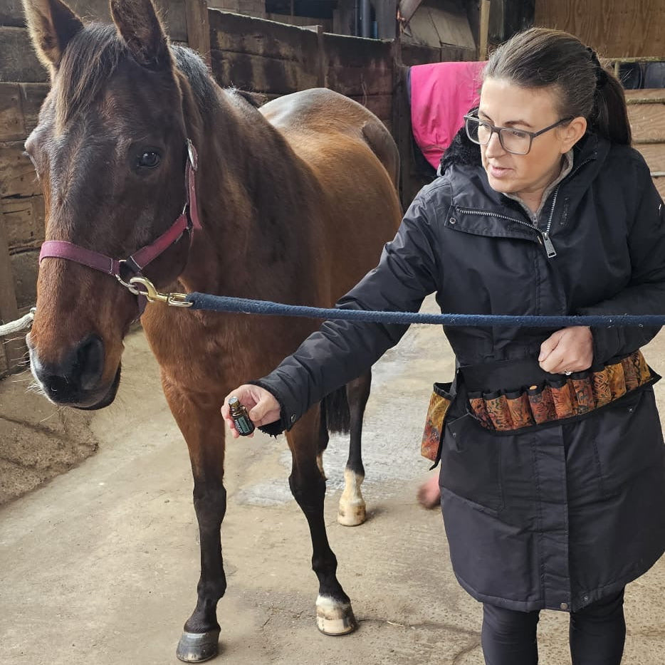 Horse Aromatherapy Wellness Enlightenment Session