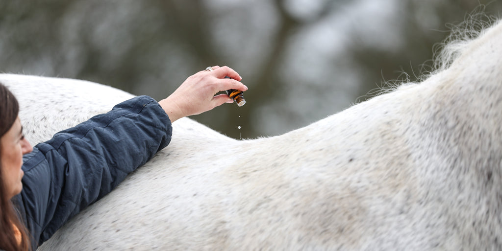 Horse Aromatherapy Wellness Enlightenment Session